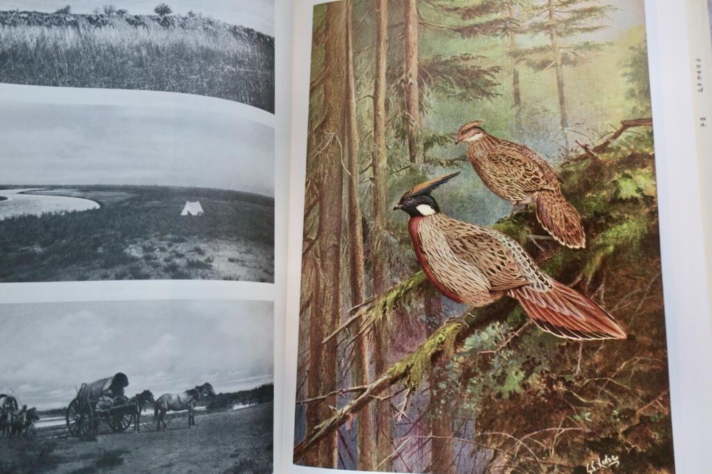 Detailed study of pheasants
