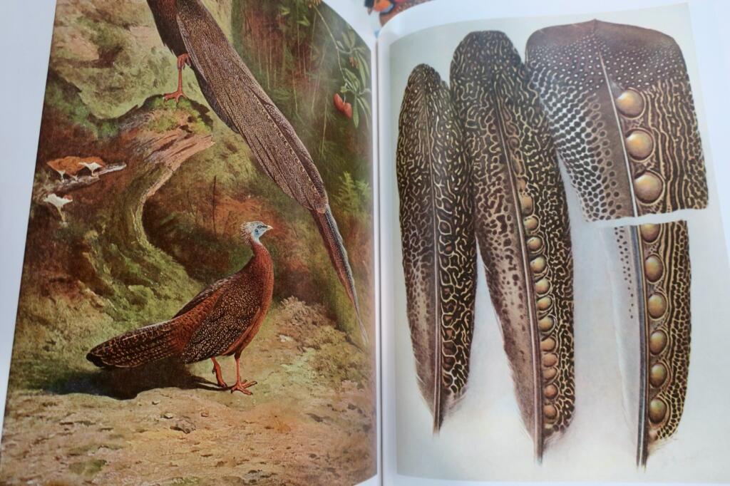 Detailed study of pheasants