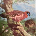 Bird Monograph Of The Pheasants Beebe