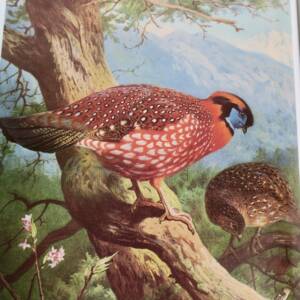 Bird Monograph of the Pheasants Beebe