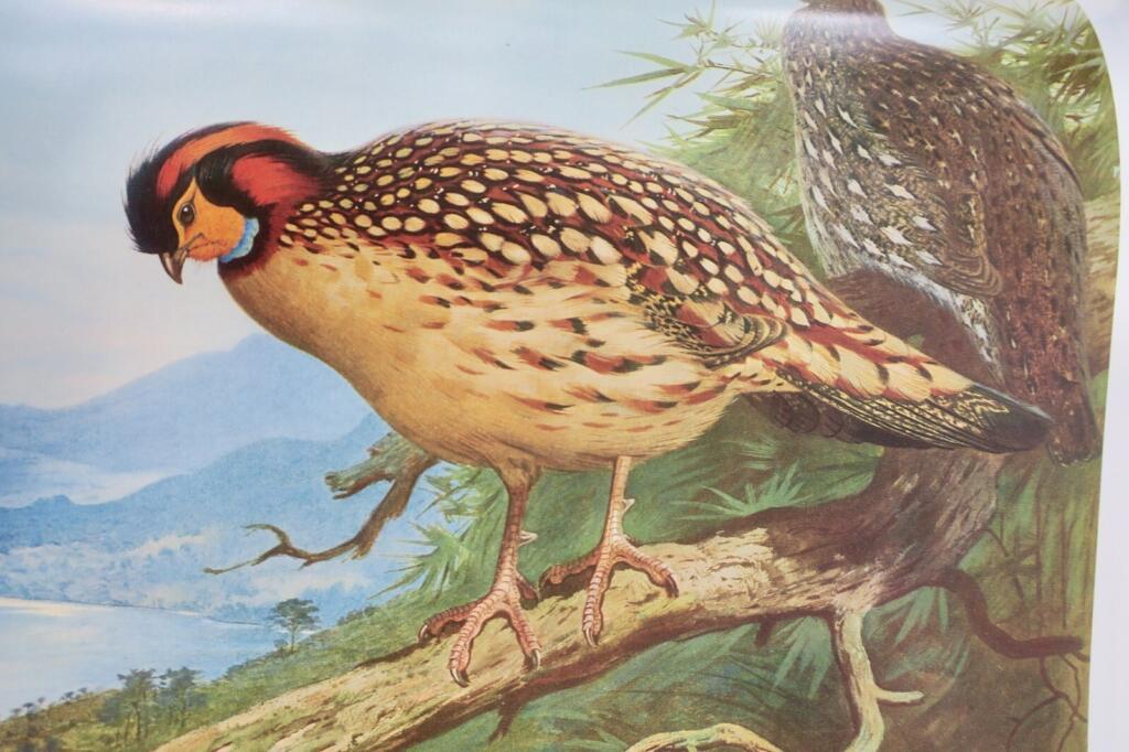 Detailed study of pheasants