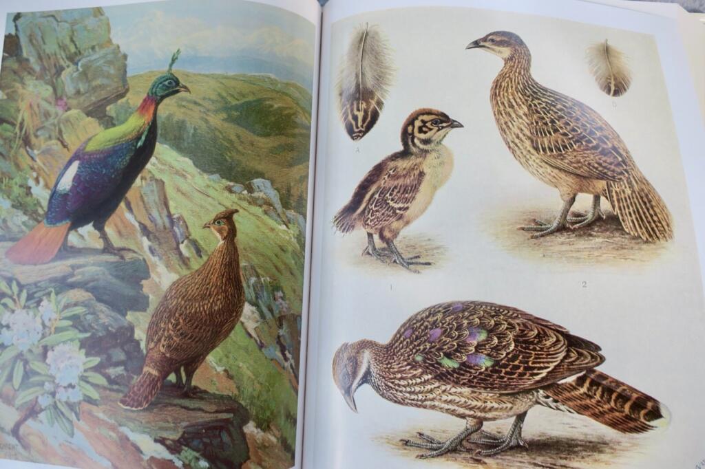 Detailed study of pheasants