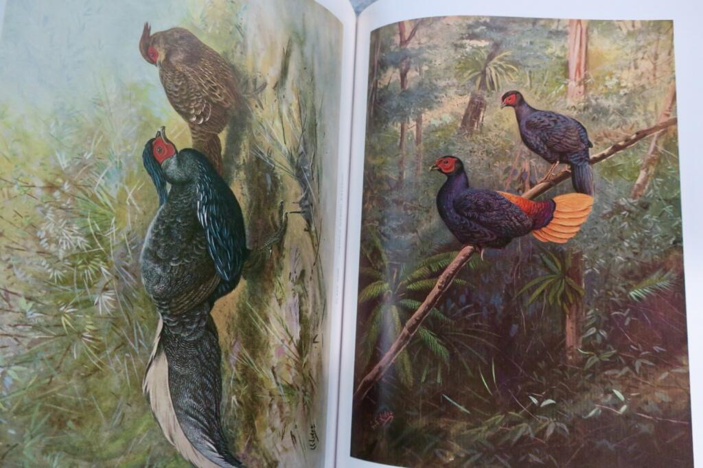 Detailed study of pheasants