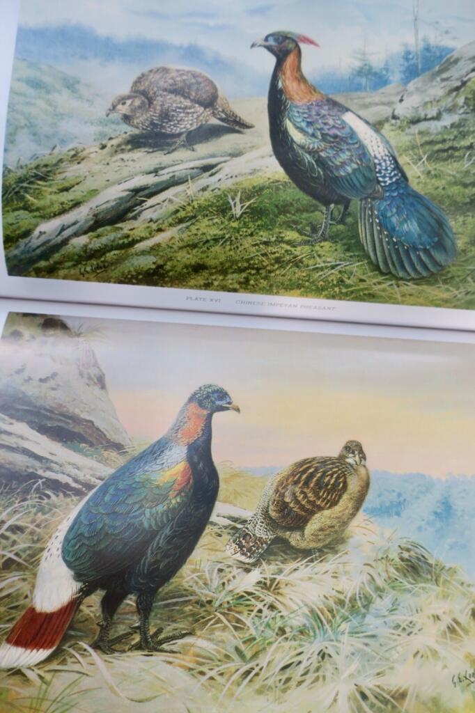 Detailed study of pheasants