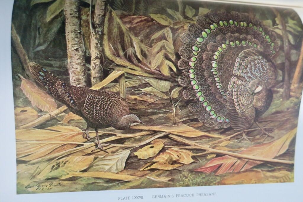 Detailed study of pheasants