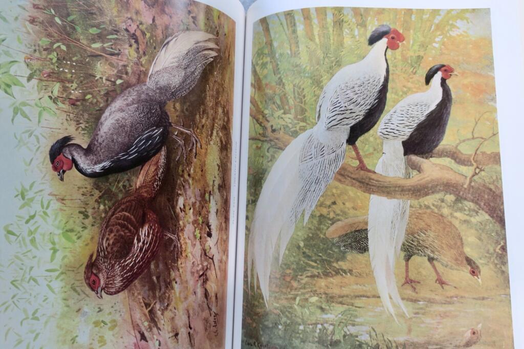 Detailed study of pheasants