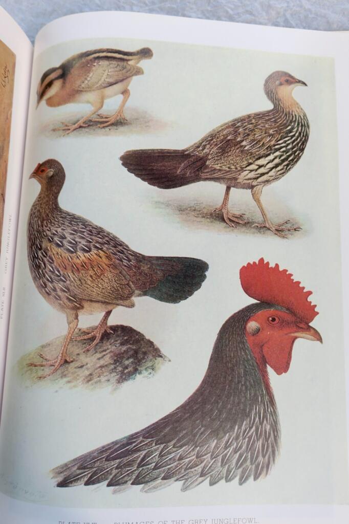 Detailed study of pheasants