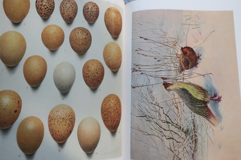 Detailed study of pheasants