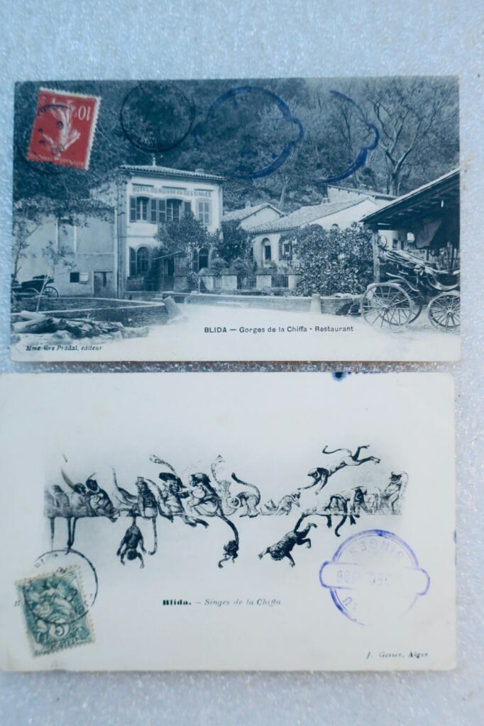 BLIDA Chiffa
