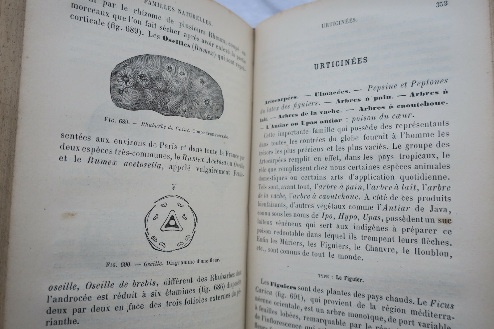 Botanical Organization and Natural Families - Image 5
