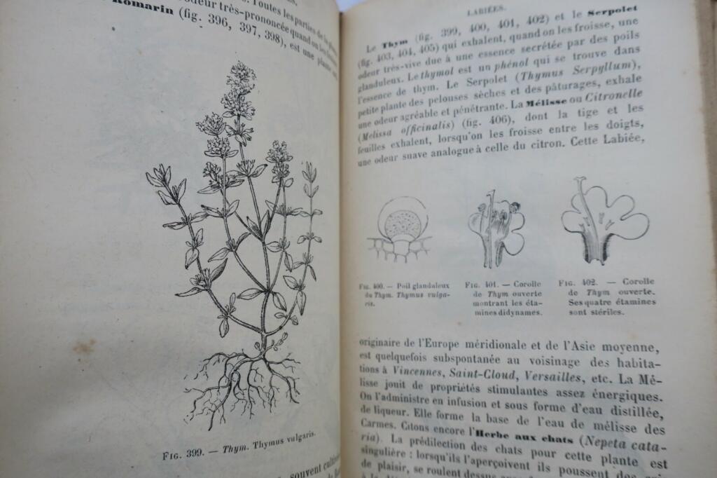 BOTANIQUE ORGANOGRAPHIE ET FAMILLE NATURELLES 1883