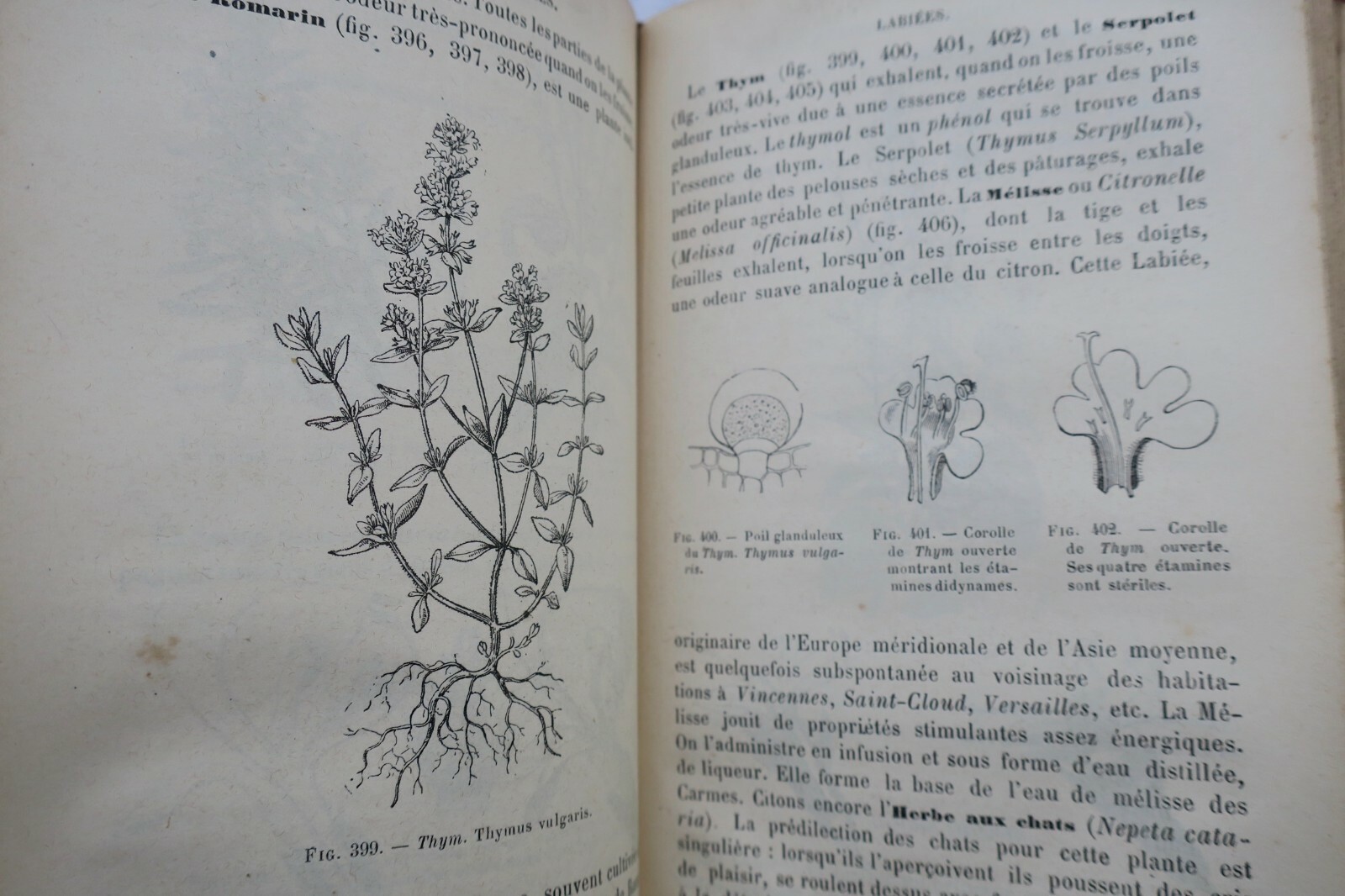 Botanical Organization and Natural Families - Image 6