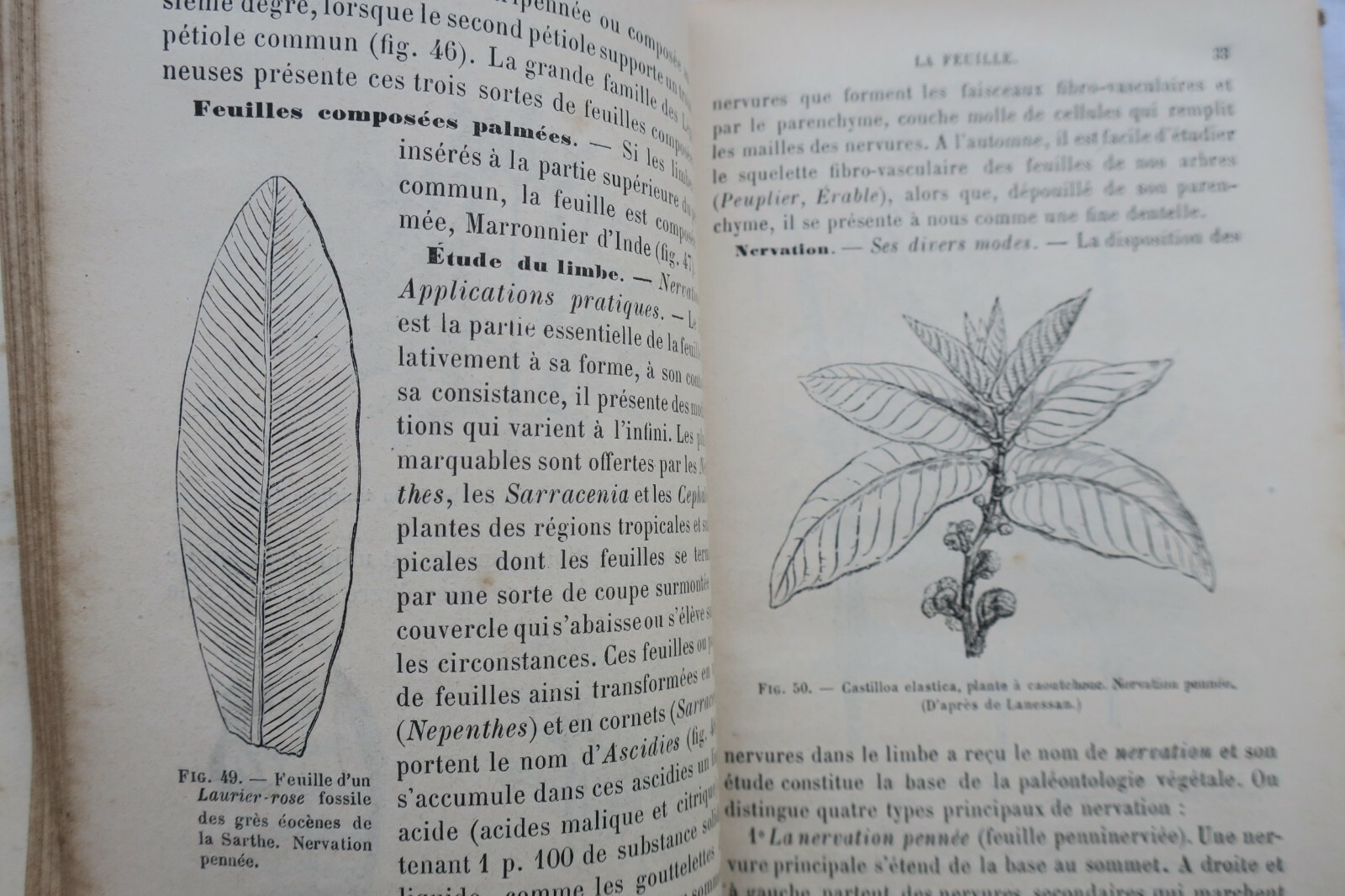 Botanical Organization and Natural Families - Image 4