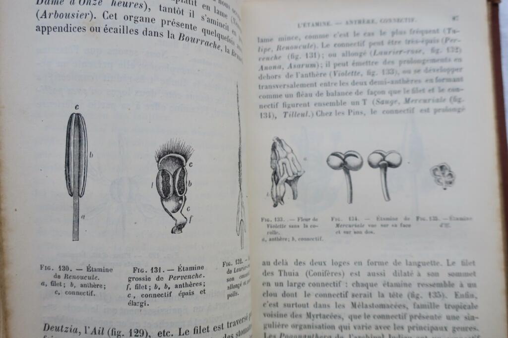 BOTANIQUE ORGANOGRAPHIE ET FAMILLE NATURELLES 1883