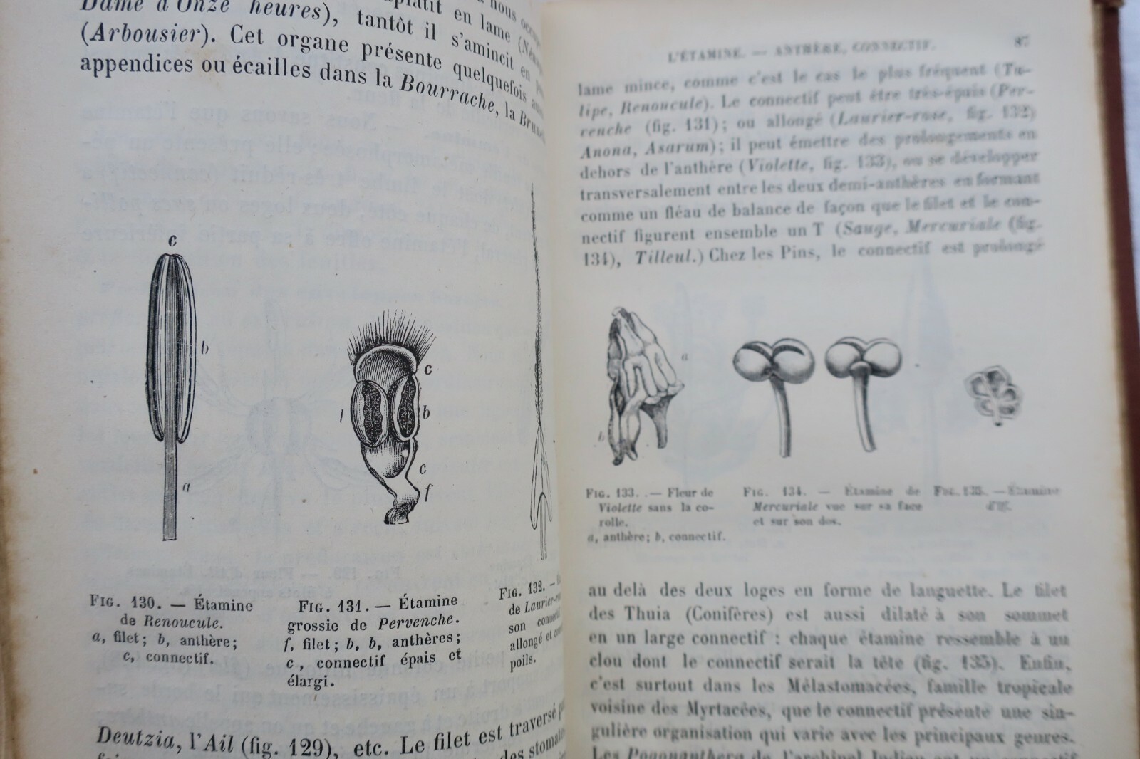 Botanical Organization and Natural Families - Image 3