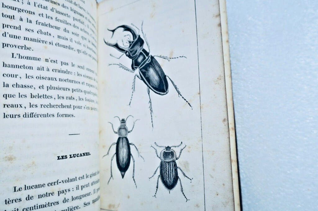 注目すべき昆虫の自然史