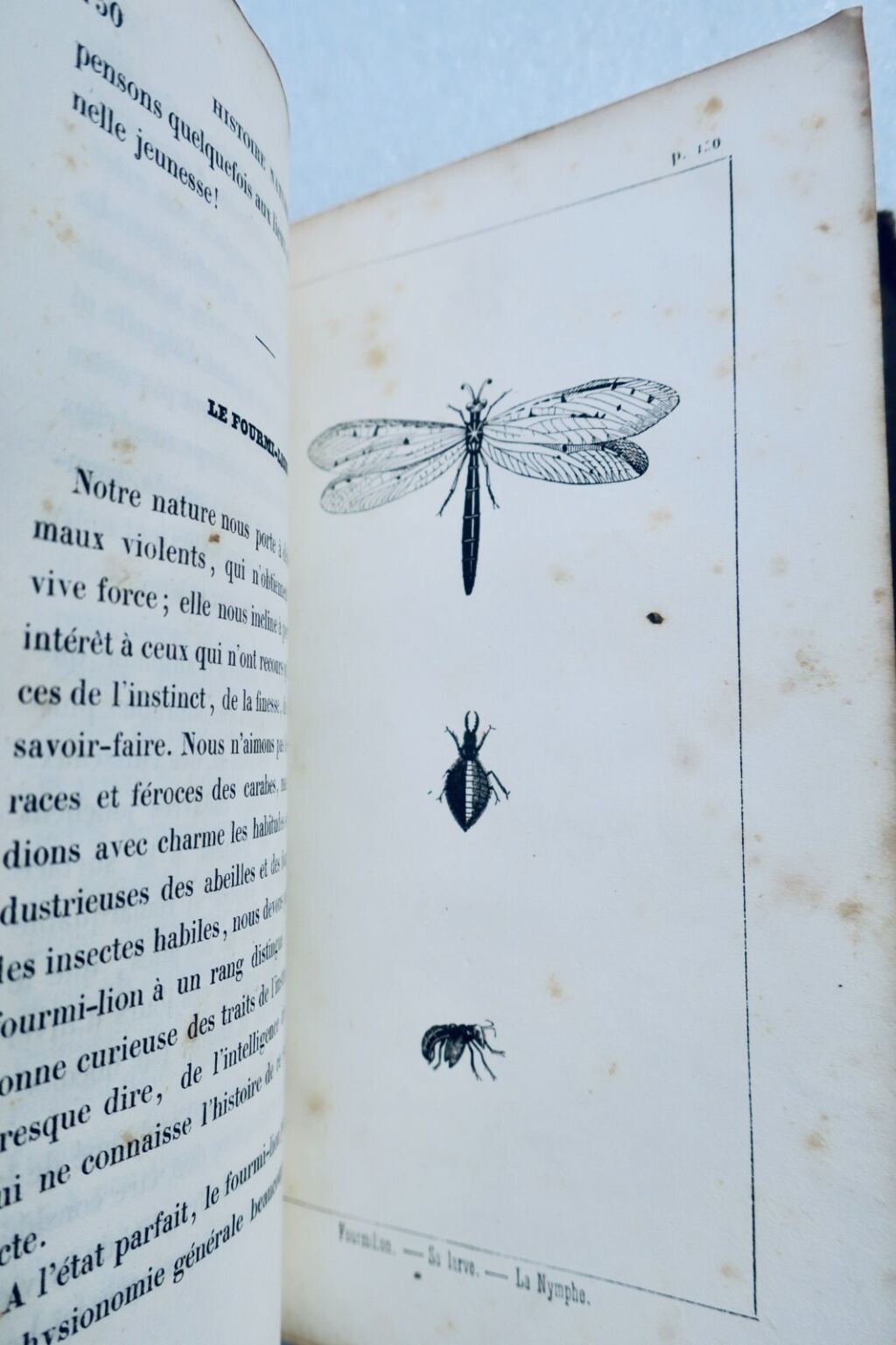 Entomologische Skizzen und Naturgeschichte
