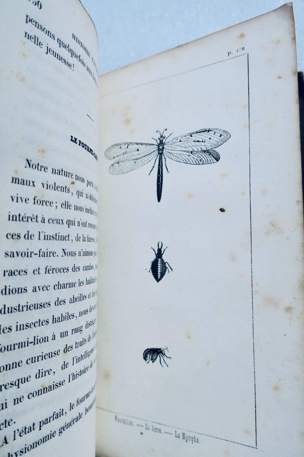Entomological sketches and natural history - Image 4