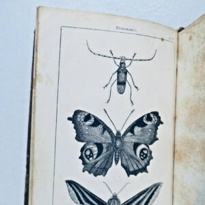 BOURASSE (Abbé Jean-Jacques) Esquisses entomologiques ou Histoire naturelle 1842