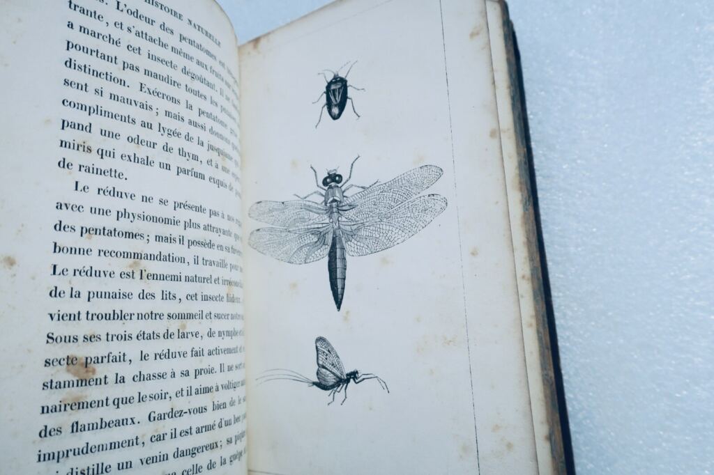 Entomologische Skizzen und Naturgeschichte