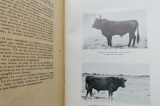 CAMARGUE GARDIANE 1938 – Image 7