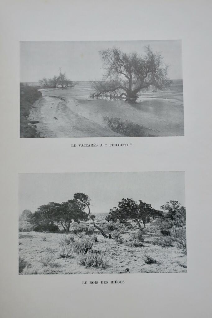 Camargue Horsemen: Culture & Traditions 1938