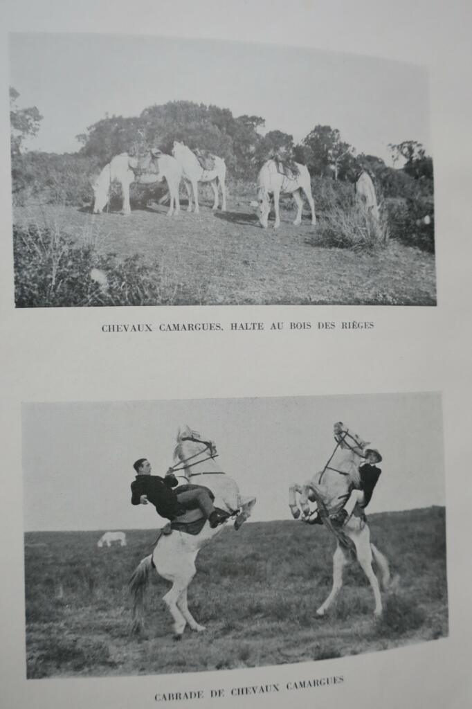Camargue Horsemen: Culture & Traditions 1938