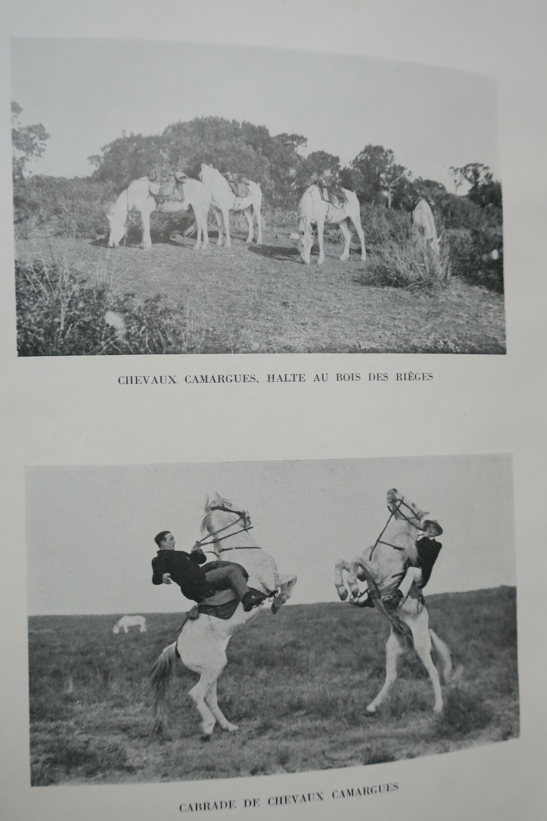 Exploring the Camargue Heritage - Image 6