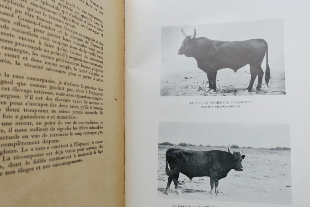 Camargue Horsemen: Culture & Traditions 1938