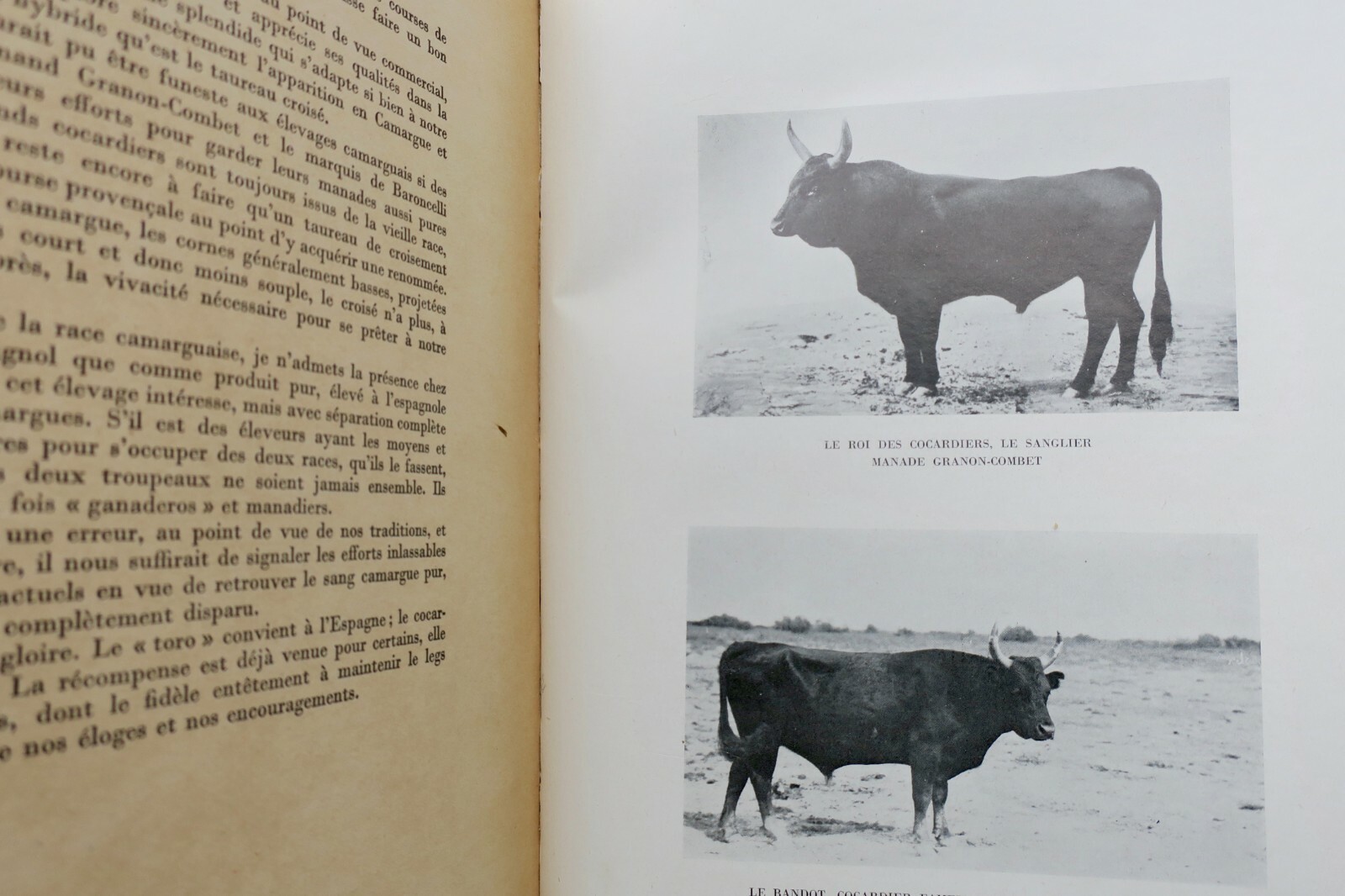 Exploring the Camargue Heritage - Image 5