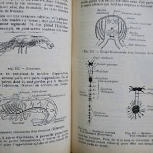 Caustier HISTOIRE NATURELLE 1906
