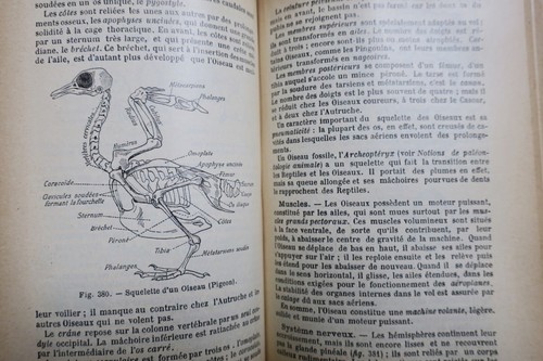 Natural History Overview - Image 3