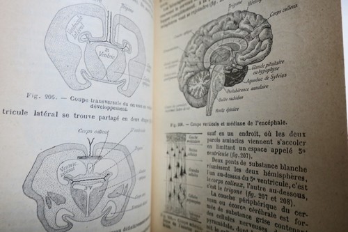 Natural History Overview - Image 4