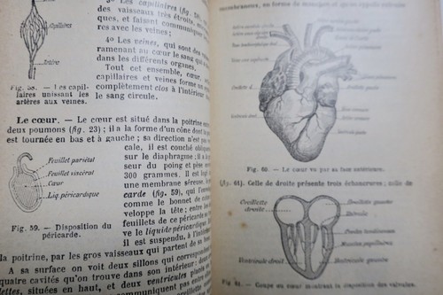 Natural History Overview - Image 6