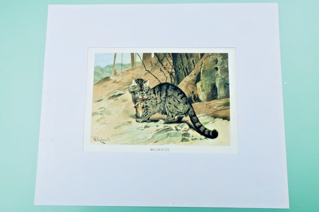 Wild Chariot - Color Chromolithograph