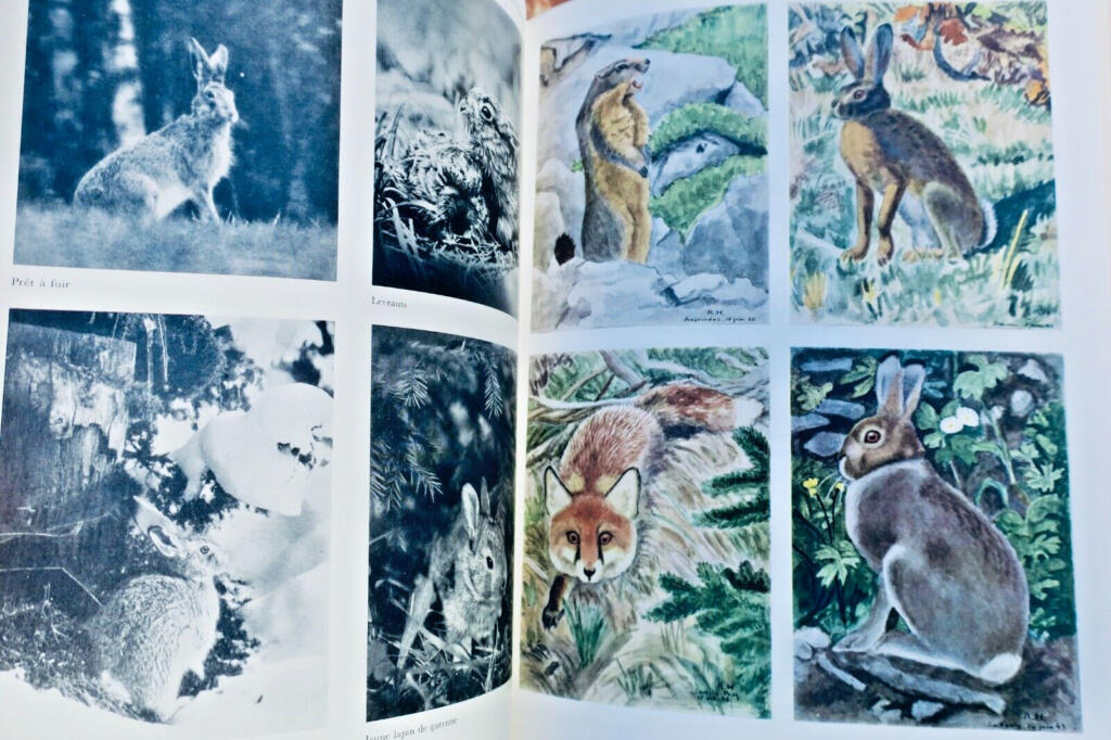 Umfassendes Jagd- und Naturführer mit Wildtierkunst