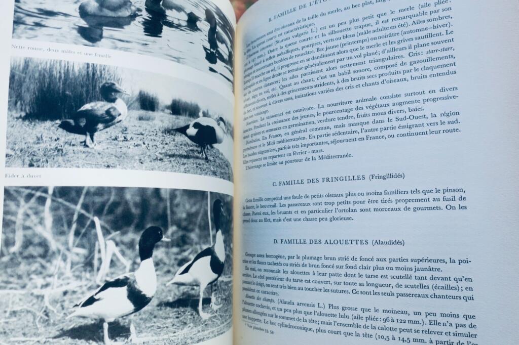 Umfassendes Jagd- und Naturführer mit Wildtierkunst