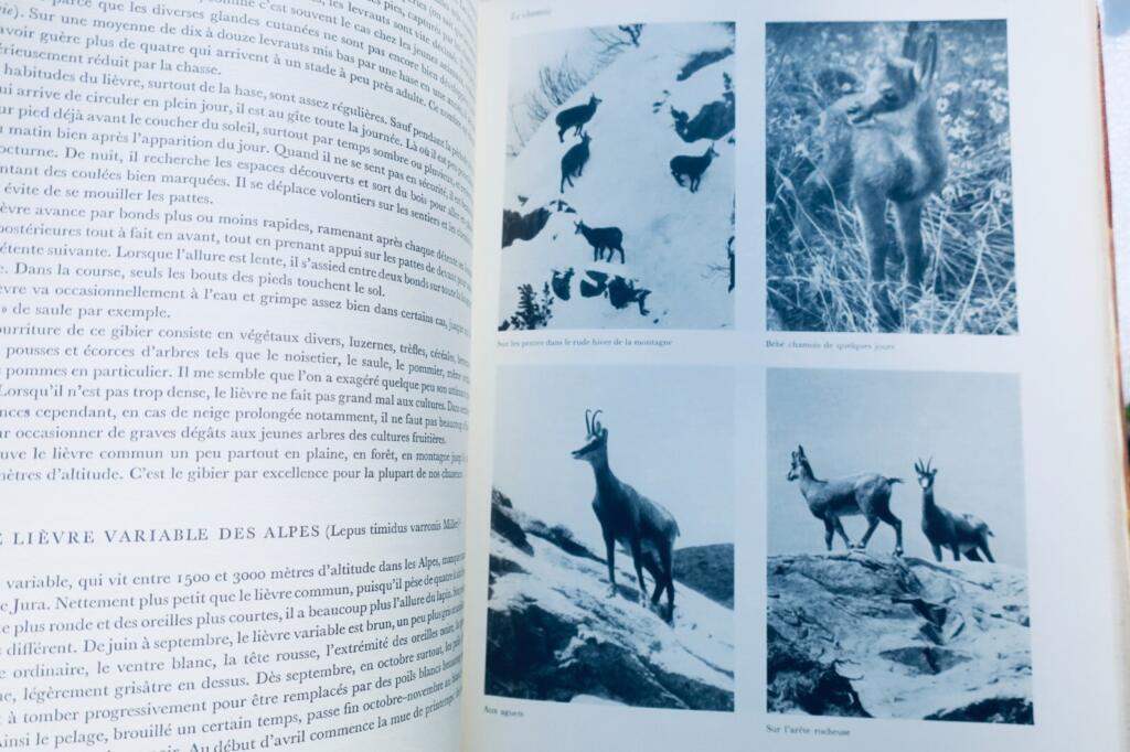 Umfassendes Jagd- und Naturführer mit Wildtierkunst
