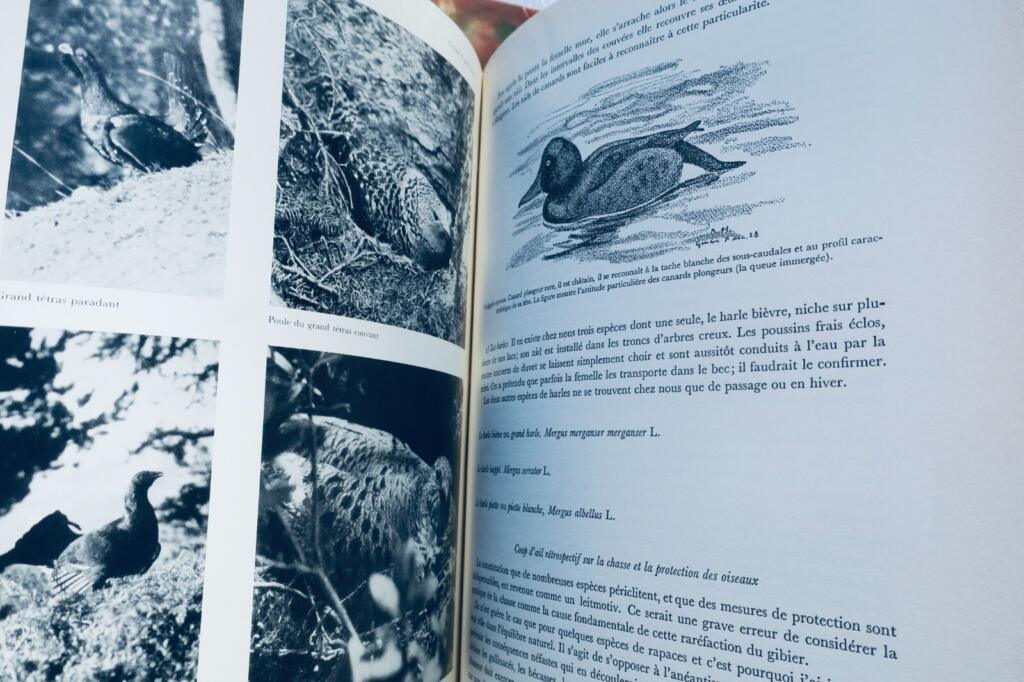 Umfassendes Jagd- und Naturführer mit Wildtierkunst