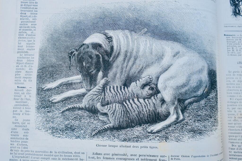 插画狩猎杂志