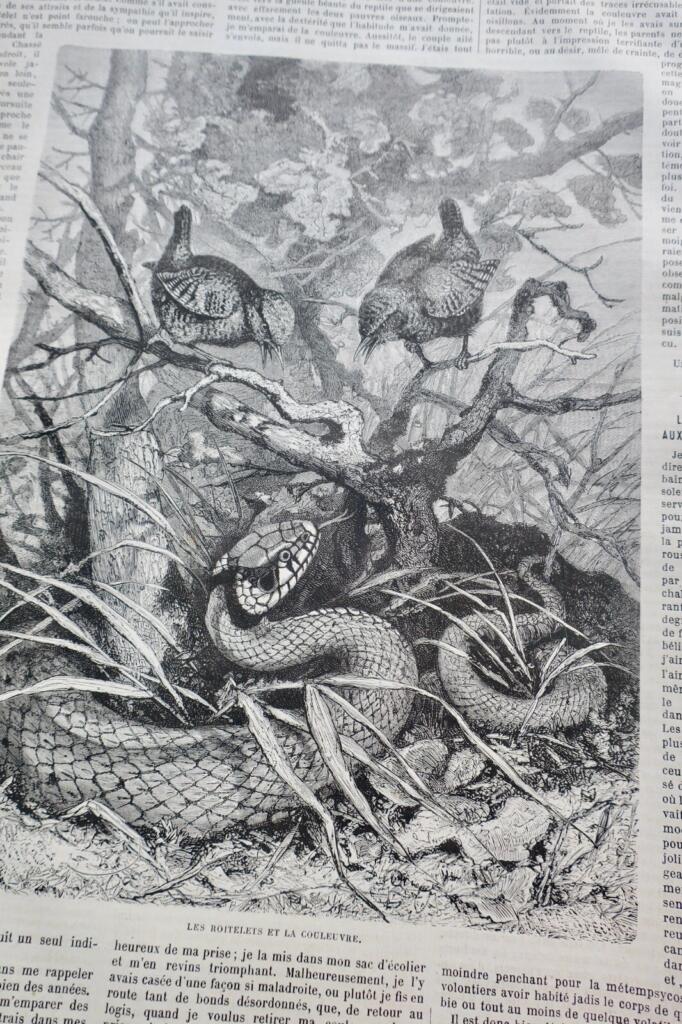 Hunting Journal & Countryside Life 1877