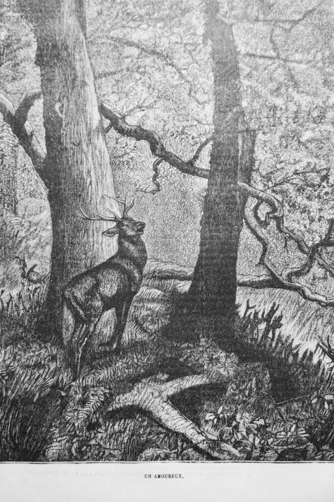 Hunting Journal & Countryside Life 1877