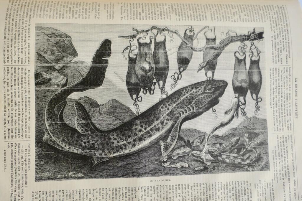 Illustriertes Jagdjournal 1877
