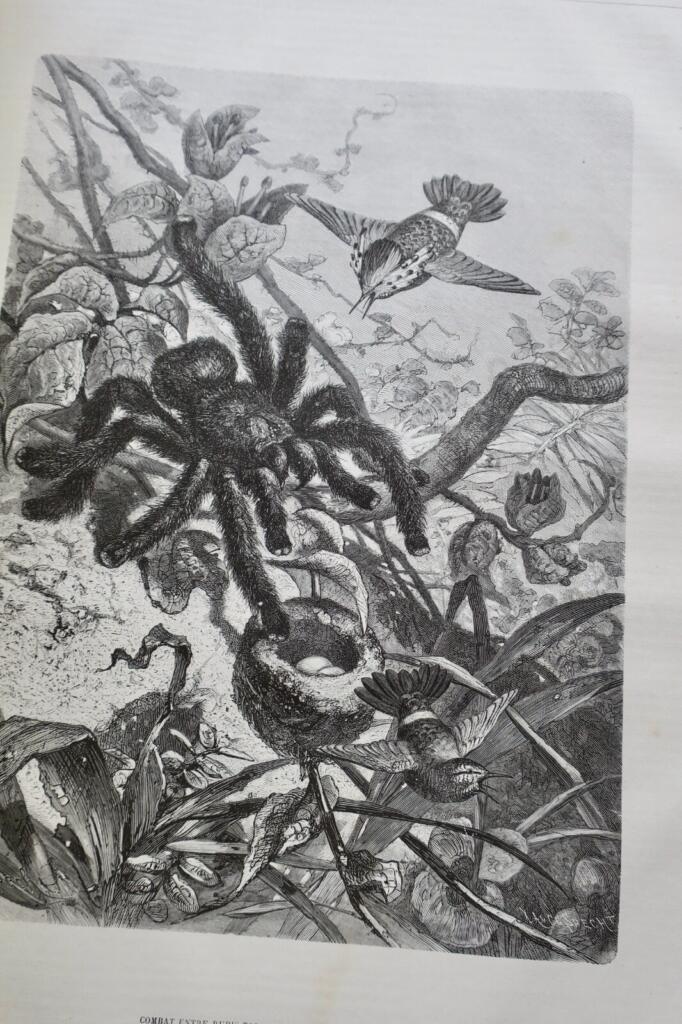Illustriertes Jagdjournal 1878