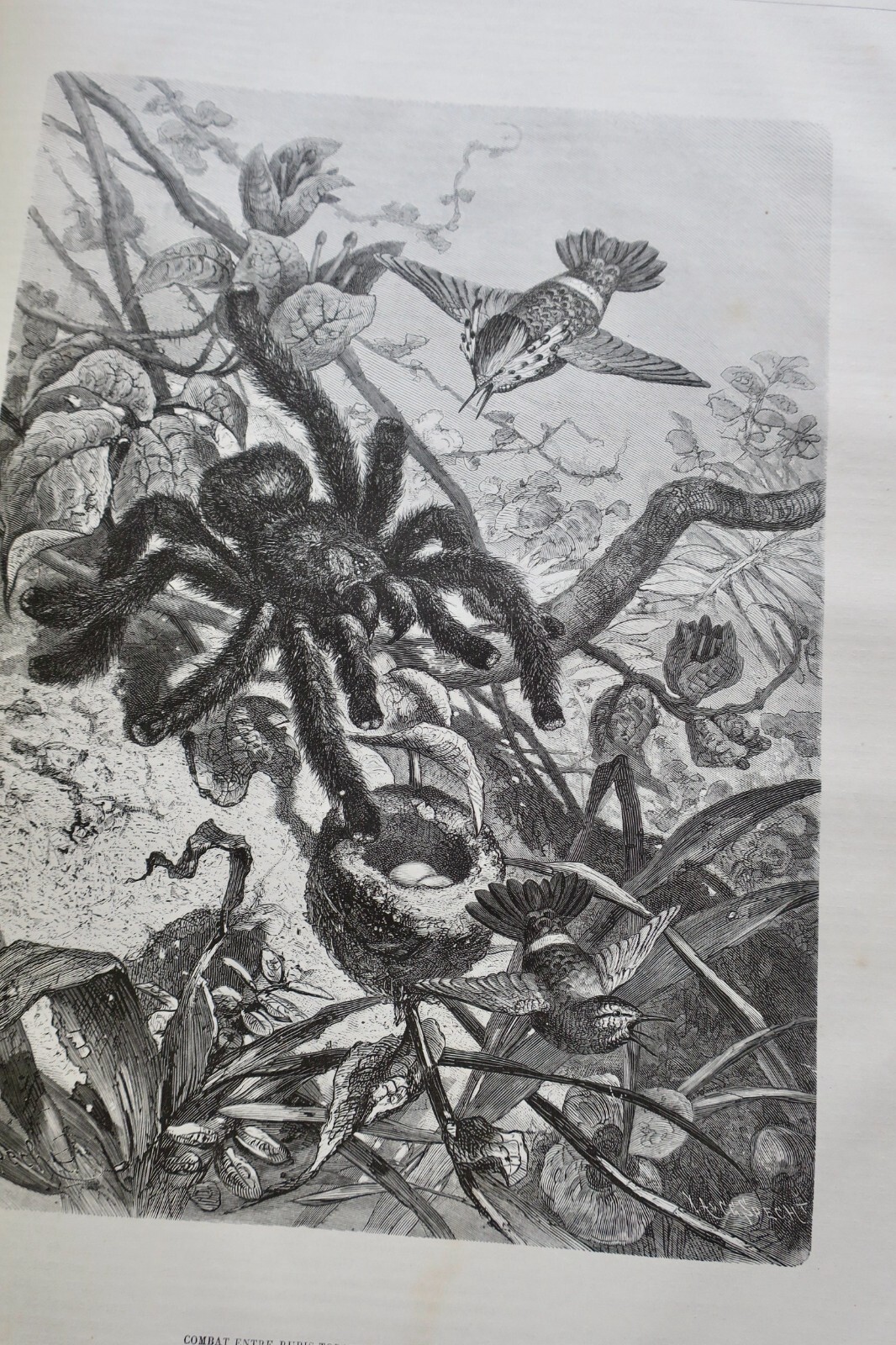 Illustriertes Jagdjournal 1878 - Image 9