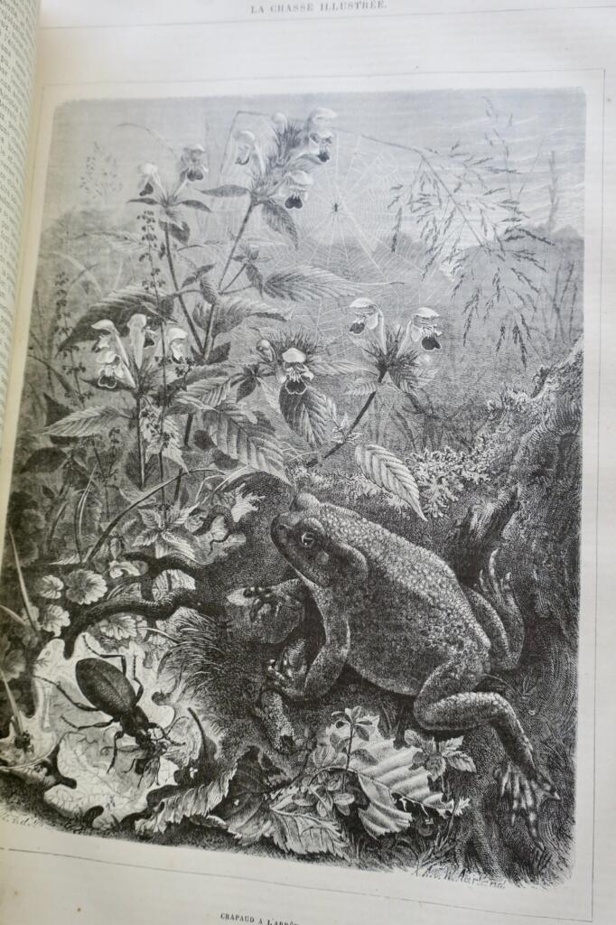 Jagdzeitschrift mit Holzstich-Illustrationen, 1879