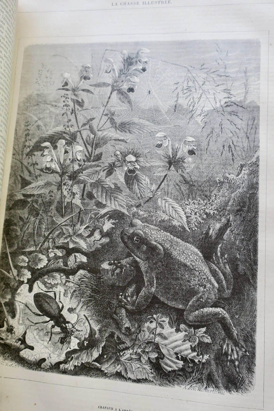 Hunting Journal with Woodcut Illustrations, 1879 - Image 4