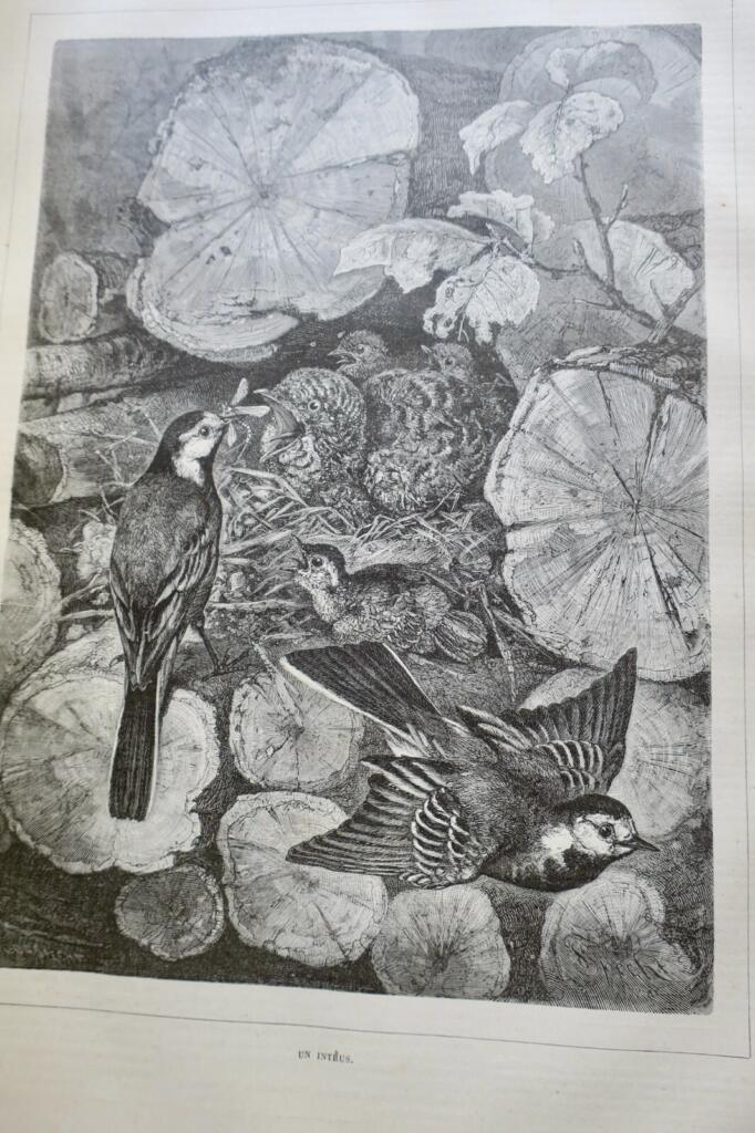 Jagdzeitschrift mit Holzstich-Illustrationen, 1879