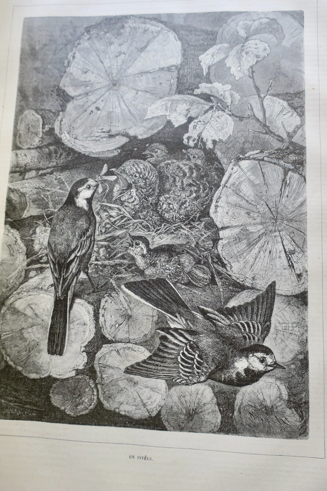Hunting Journal with Woodcut Illustrations, 1879 - Image 7