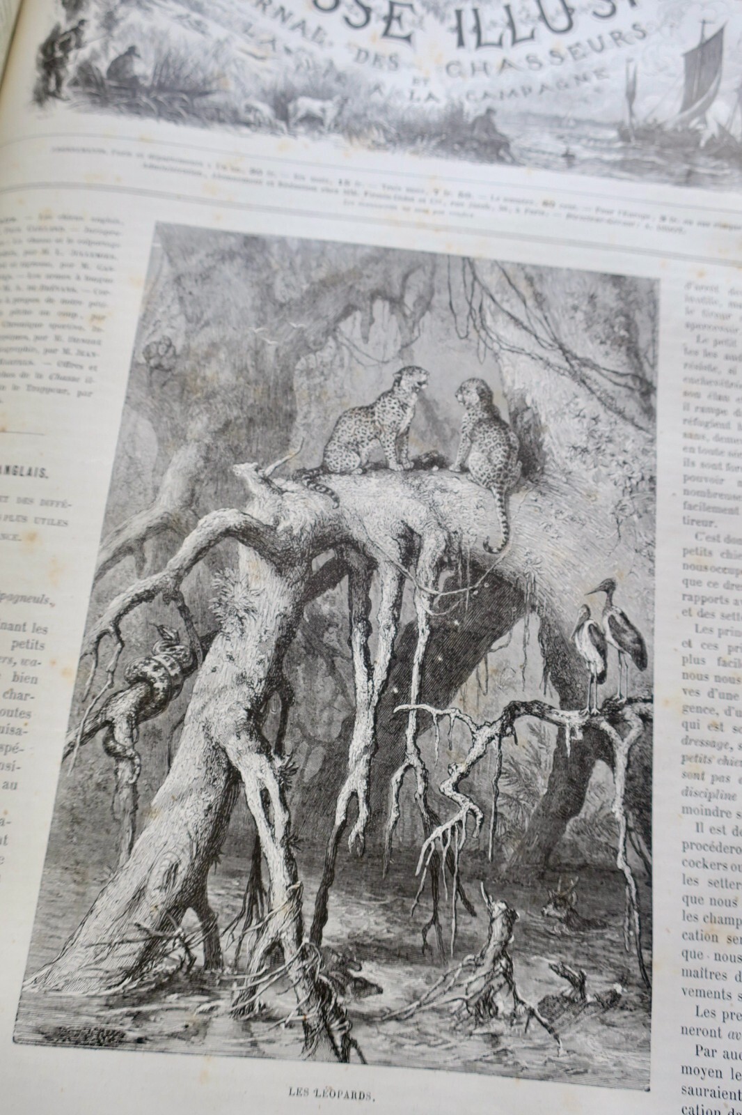 Chasse illustrée - Journal des chasseurs et de la vie à la campagne 1880 – Image 10